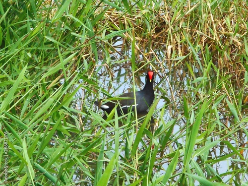 frango d'água photo