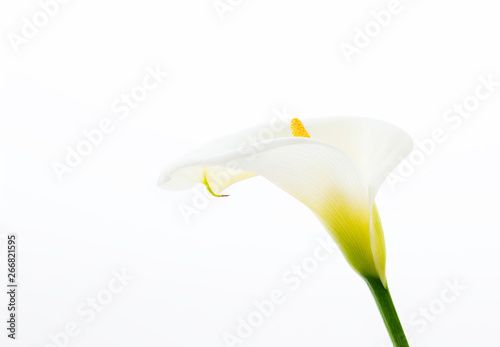 Fototapeta Naklejka Na Ścianę i Meble -  Close Up of a Beautiful Calla Lilies Flower Isolated on the White Background