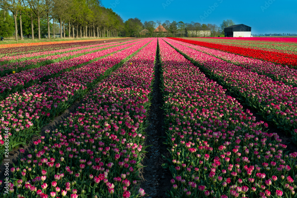 Tulip field in Holland, Tulip field