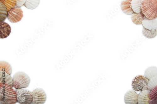 various seashells lie on a white background