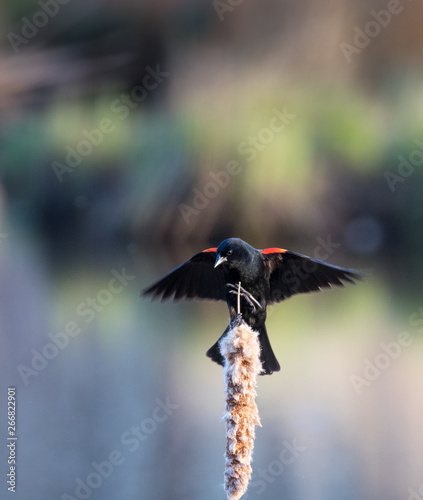 Red-wing Black Bird Flexing wings