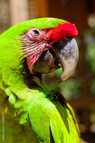 Portrait of a Green Macaw