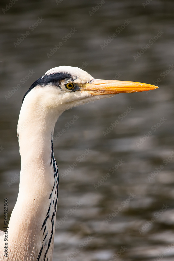 Grey Heron (Ardea cinerea) in Kyoto, Japan Grey Heron (Ardea cinerea) in Kyoto, Japan
