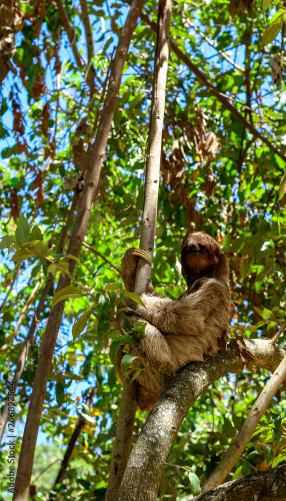 Obraz premium Wild Sloth in a Tree 
