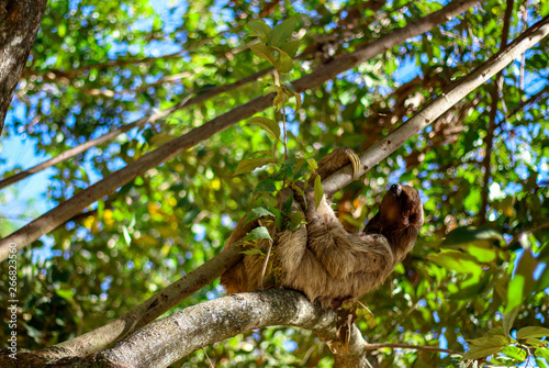 Wild Sloth in a Tree  © LifeGemz
