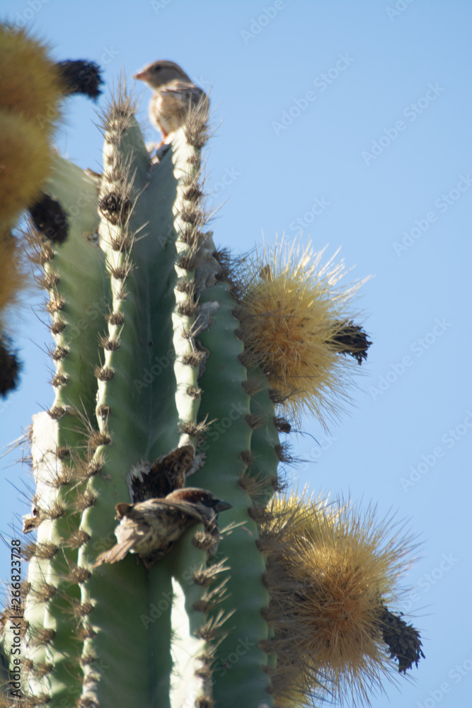 Naklejka premium gorrion domestico