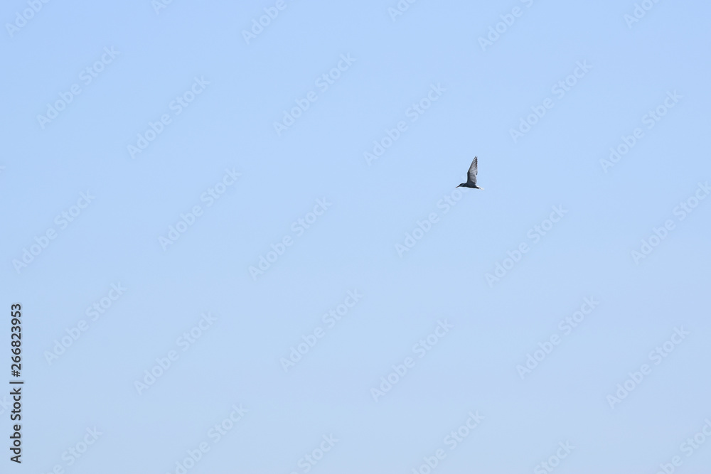 Common kingfisher on the sky. Danube Biosphere Reserve - Danube Delta, Romania.