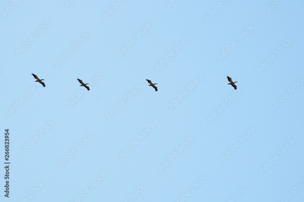 Great white pelicans (Pelecanus onocrotalus) on a blue sky. Danube Biosphere Reserve - Danube Delta, Romania. Great white pelicans (Pelecanus onocrotalus) on a blue sky. Danube Biosphere Reserve - Danube Delta, Romania.