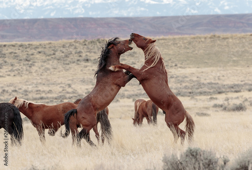 Wild Mustangs of McCullough Peaks photo