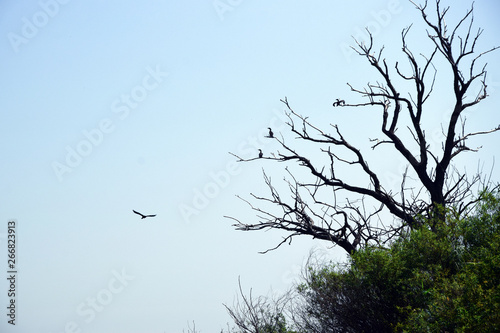 Great cormorants on dried up tree. Danube Delta  Romania.