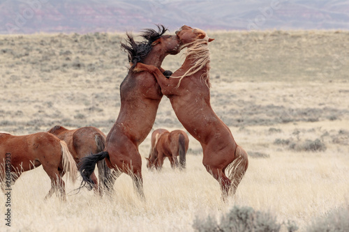 Kenya and Sundance fighting photo