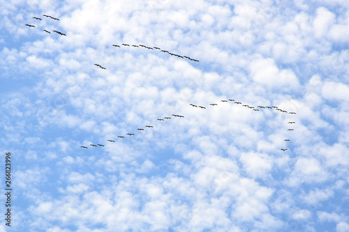 A flock of Great white pelican flying in V-formation against the sky. Danube biosphere reserve - Danube delta  Romania.