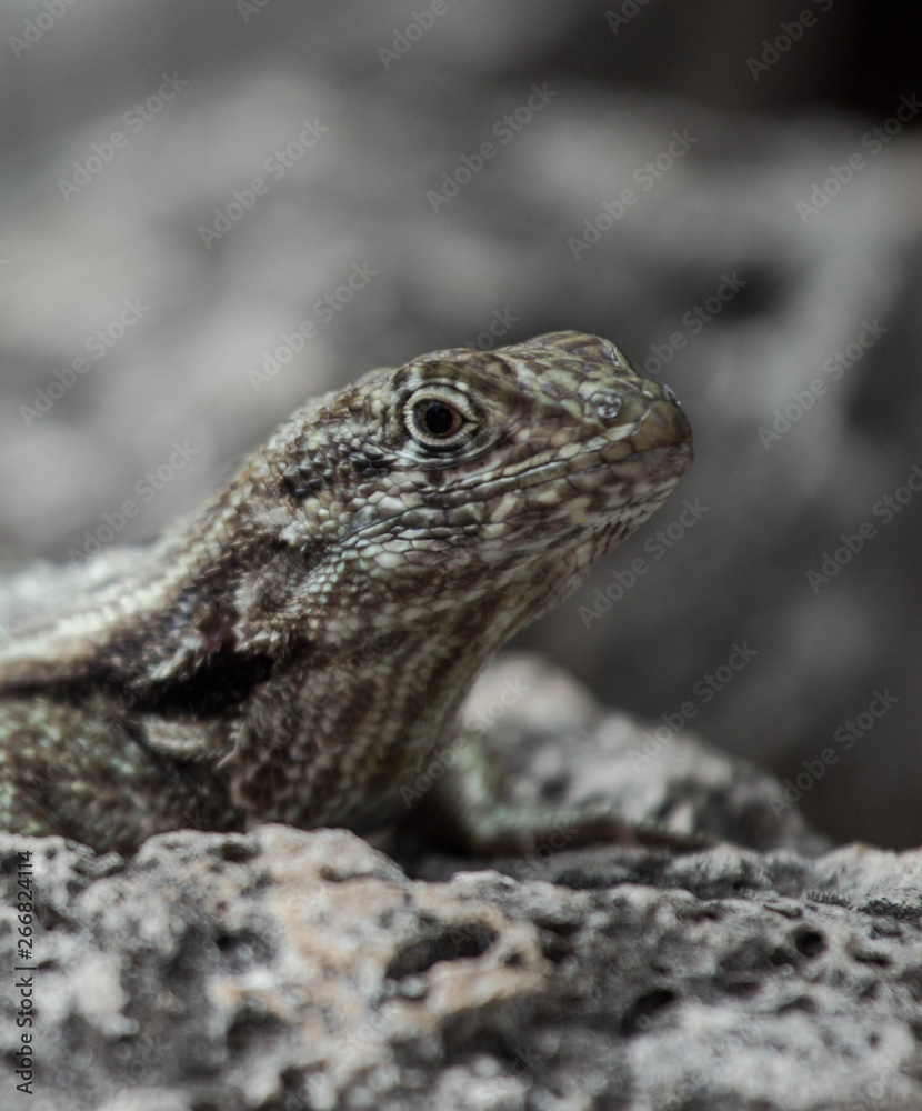 Portrait of a Curly Tail Lizard 