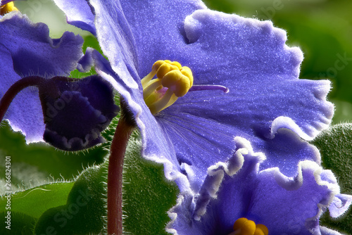 African violets photo