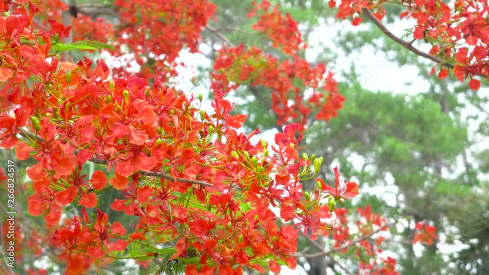 Nature  red flower beautiful on tree As nature background