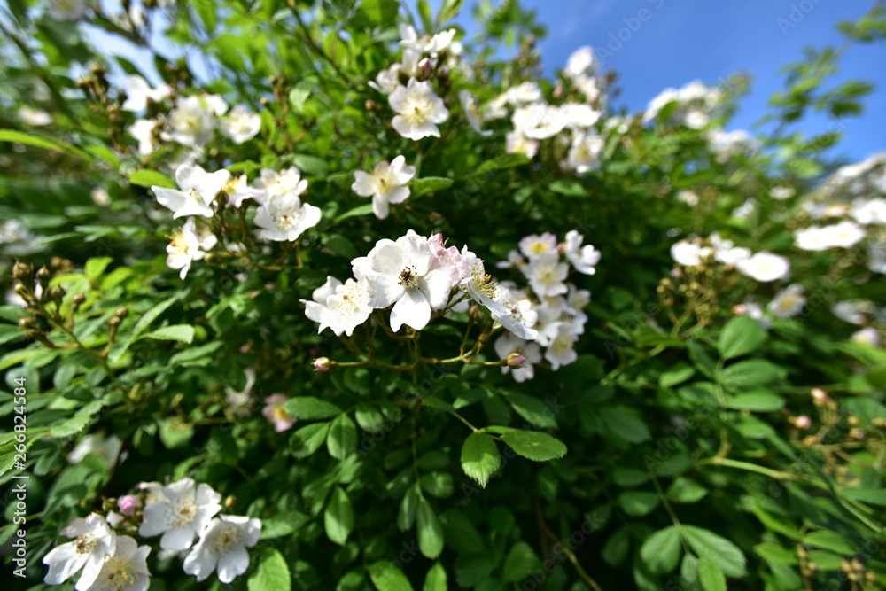 white flowers of a tree in spring white flowers of a tree in spring