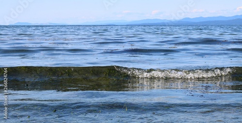Gentle wave rolling in over seaweed at beach in Parksville British Columbia with mountains on horizon photo