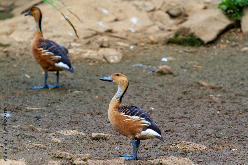 Obraz premium goose in soil