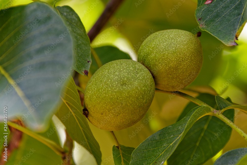 Two green walnuts on a walnut tree