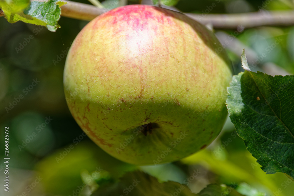 An apple a day keeps the doctor away An apple a day keeps the doctor away