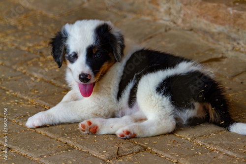 portrait of a dog