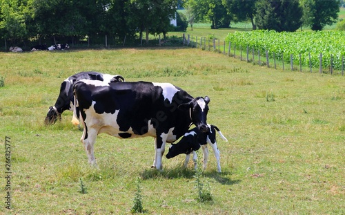 Holstein cow with newborn calf in the meadow 