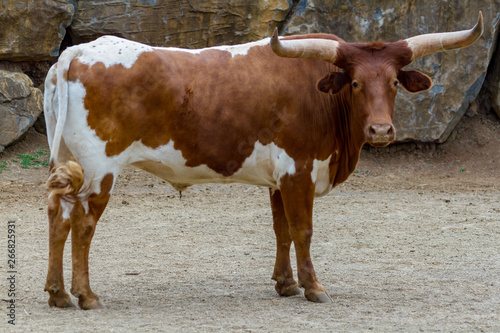 cow 