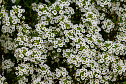white flowers background