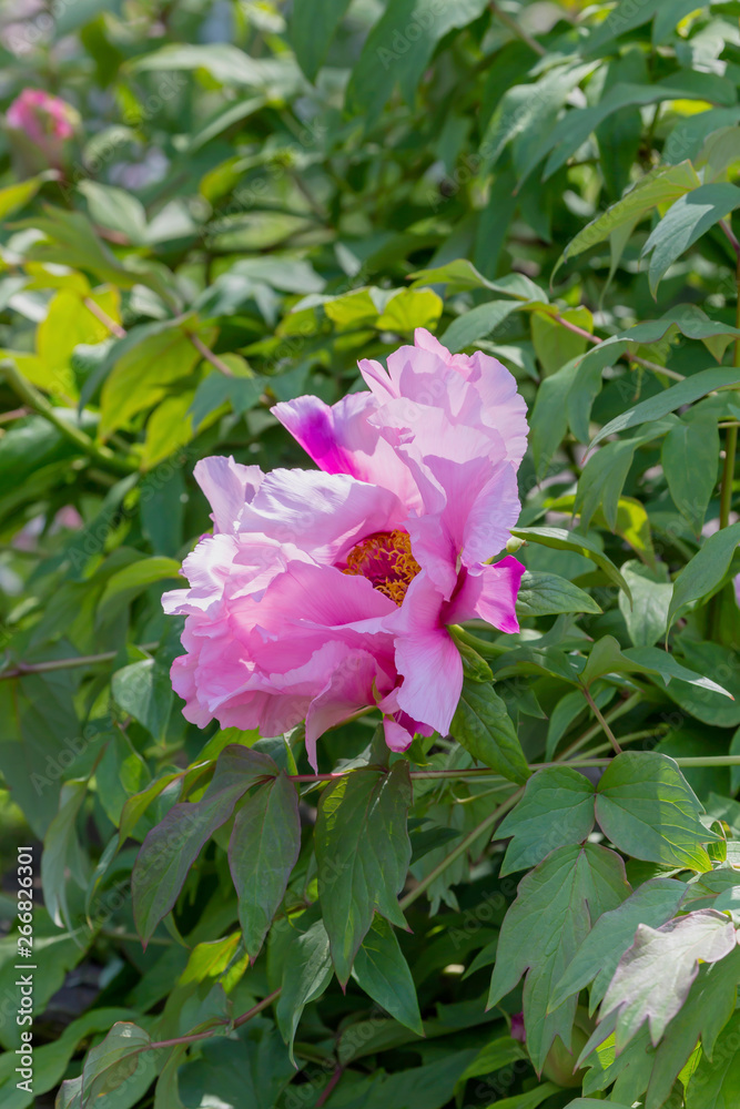 Peony (Paeonia suffruticosa) grows on the flower bed Peony (Paeonia suffruticosa) grows on the flower bed