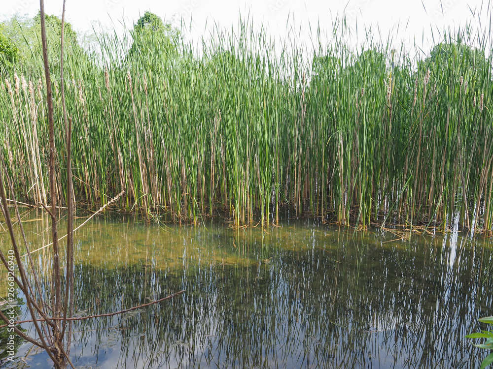 Obraz premium pond with aquatic plants