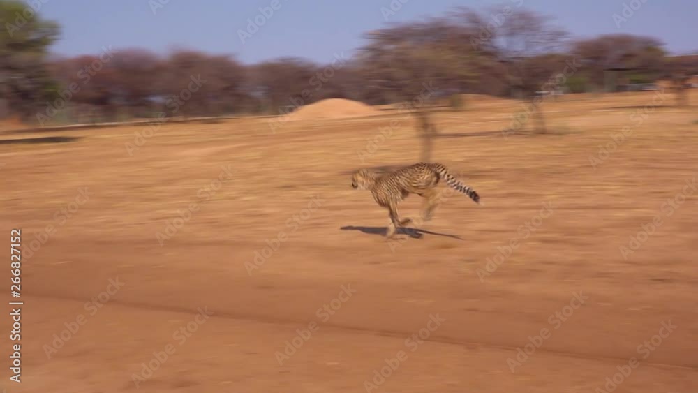 A cheetah running in slow motion chases a moving target attached to a rope at a cheetah rehabilitation center in Namibia.