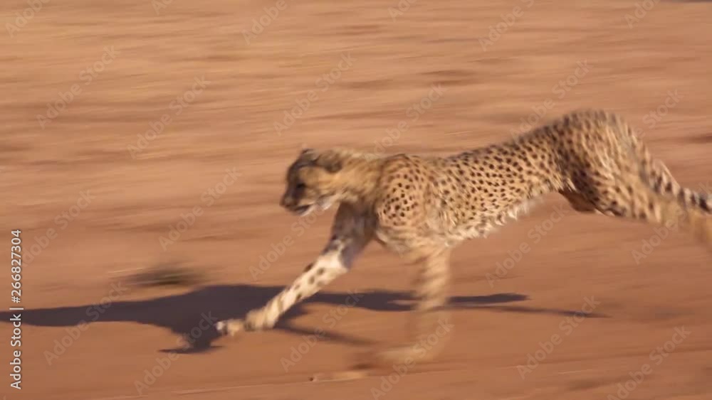 A cheetah running chases a moving target in slow motion attached to a rope at a cheetah rehabilitation center in Namibia.