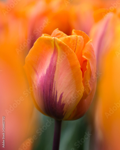 Orange tulips in Keukenhof Botanical Garden  Holland