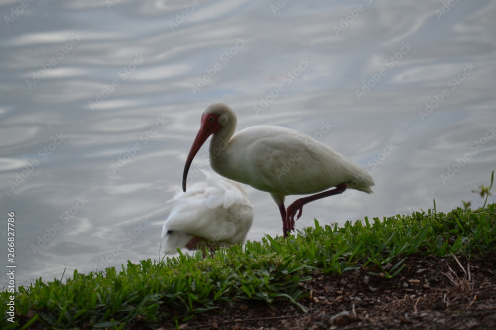 Fototapeta premium sea birds