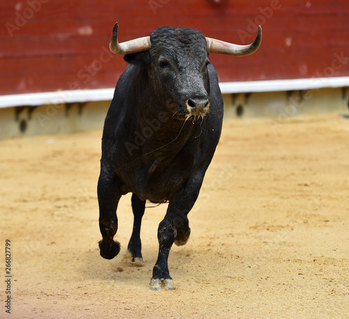 bull in spanish bullring