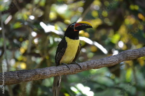 bird on a branch