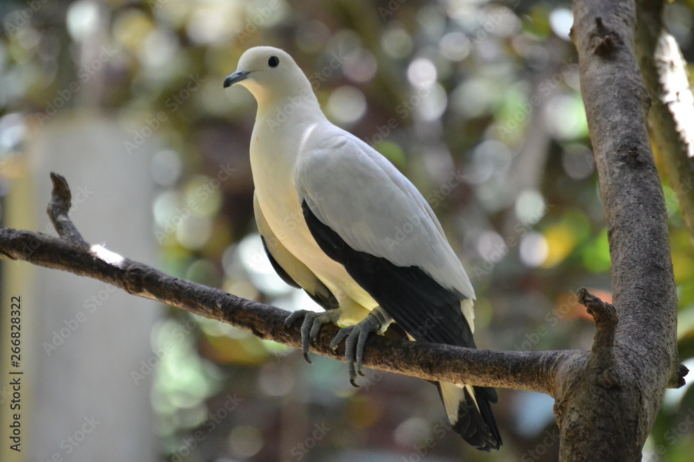 Fototapeta premium bird on branch