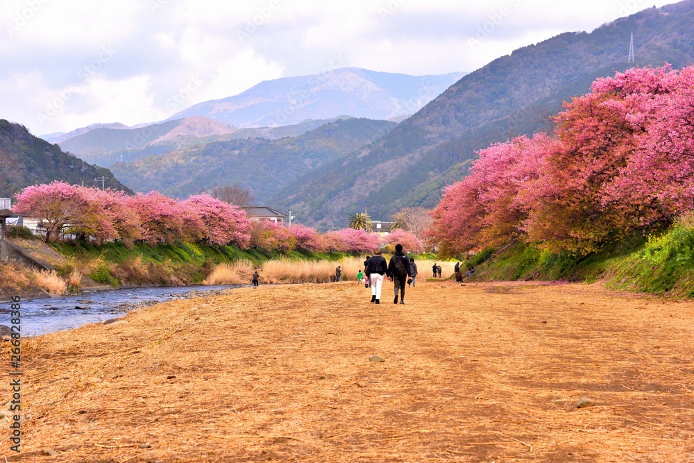 河原から見渡す河津川の桜
