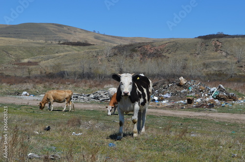 a herd of cows at the dump