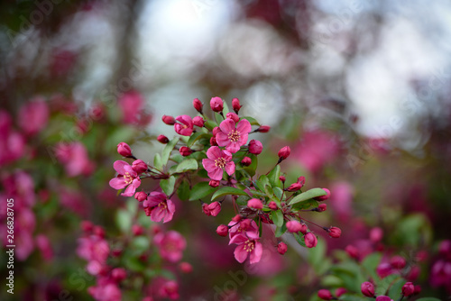 Pink Flowers In Spring 4