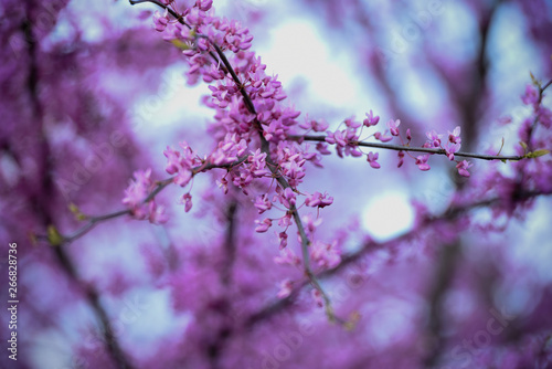 Purple Flower in Spring 2