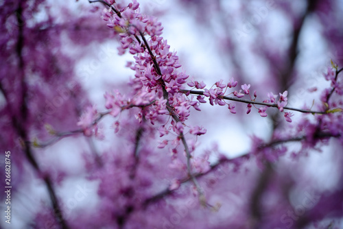 Purple Flower in Spring 3
