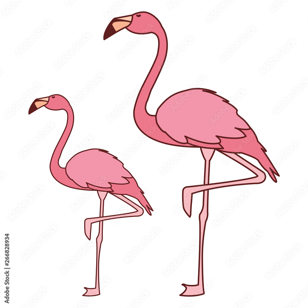 Obraz premium exotic pink flemish couple birds with heads up