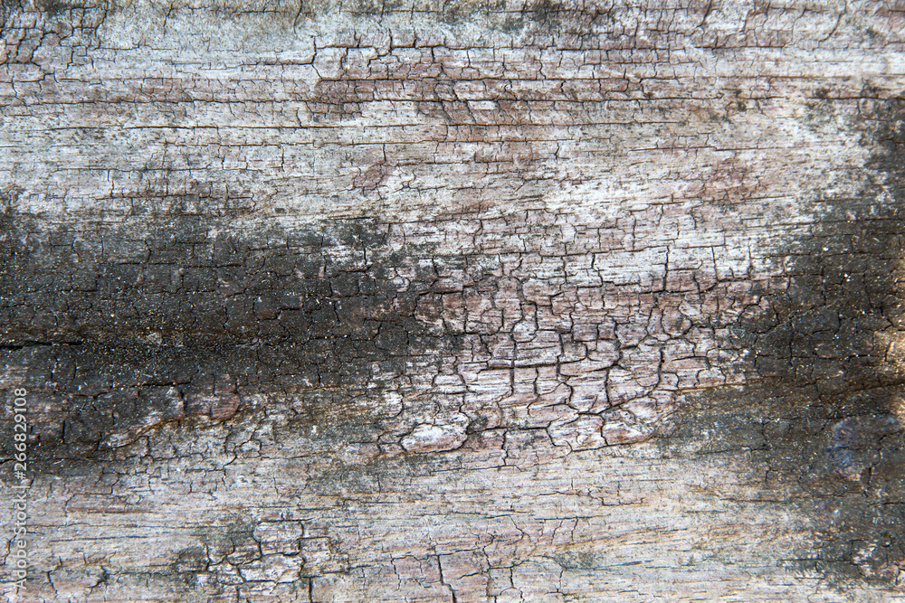Obraz premium A close-up of the surface of old cut of tree,texture of an old tree,wood,table,stump,backgrounds