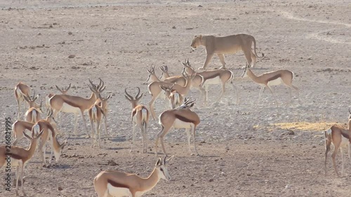 A female lion walks hunts on the savannah plain of Africa with springbok antelope all around.