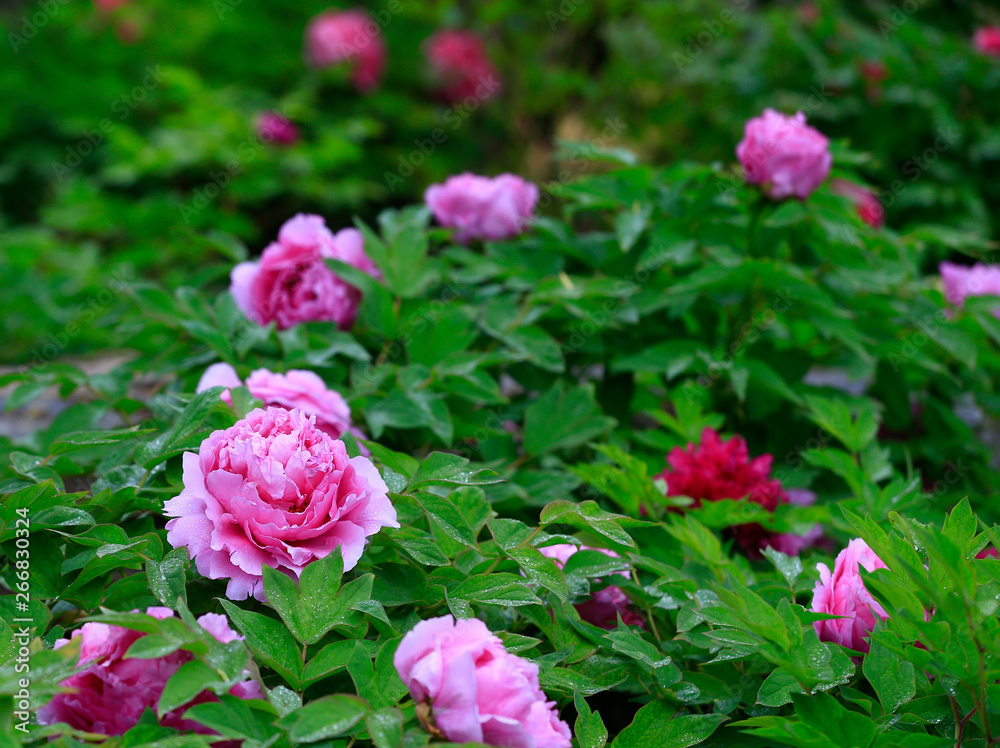 Blooming peonies in the garden