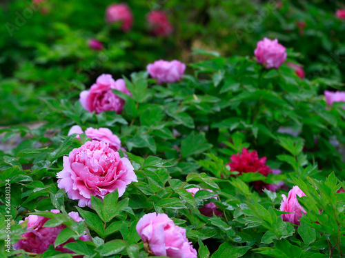 Blooming peonies in the garden © hanmaomin