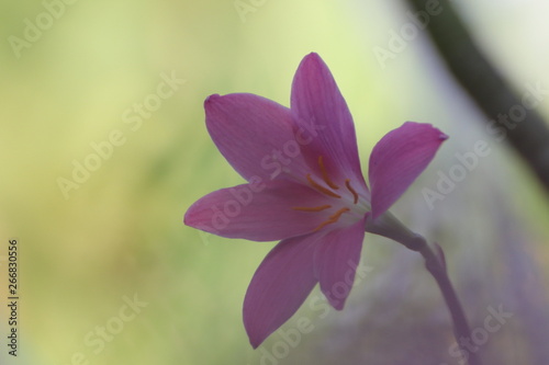 pink flower