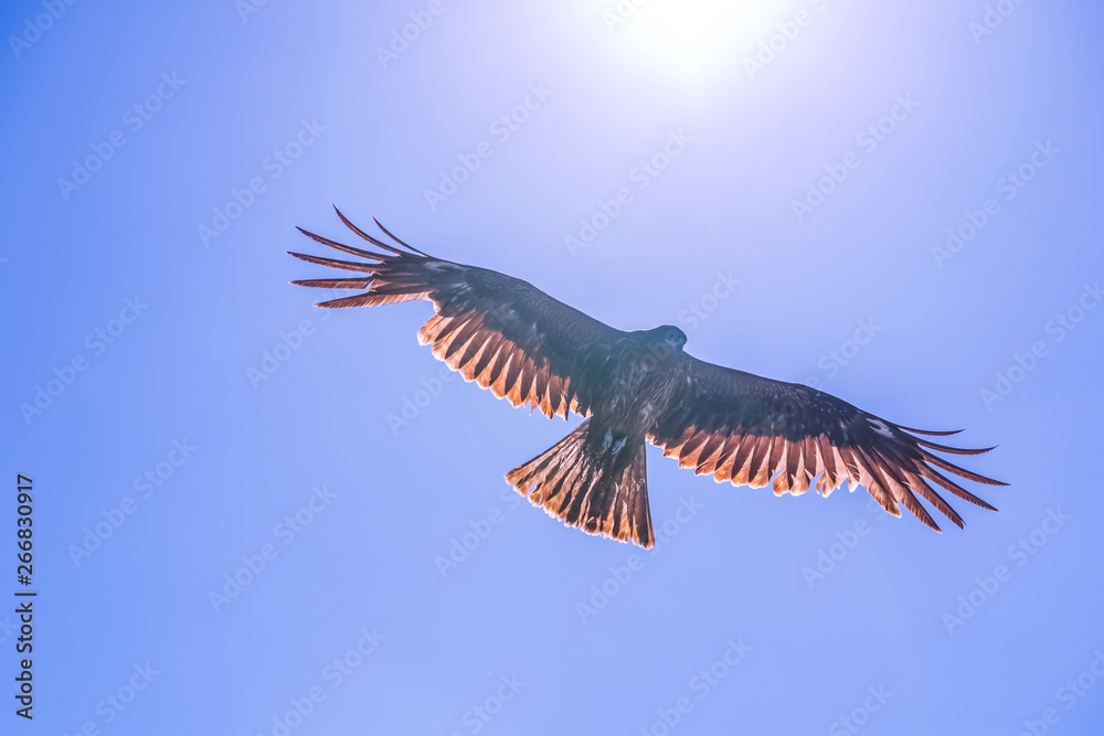 Obraz premium とび