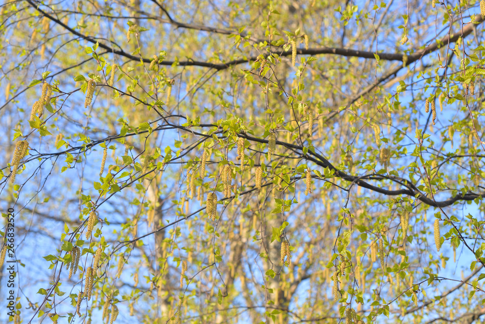 Earrings flowering birch tree.